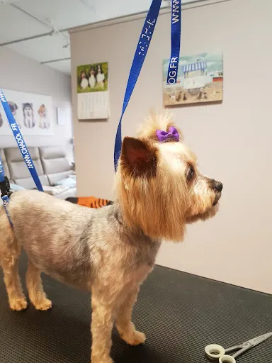 Cztery Łapy Piaski Monika Wolska Pielęgnacja zwierząt